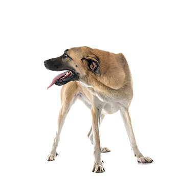 Kangalský pastevecký pes